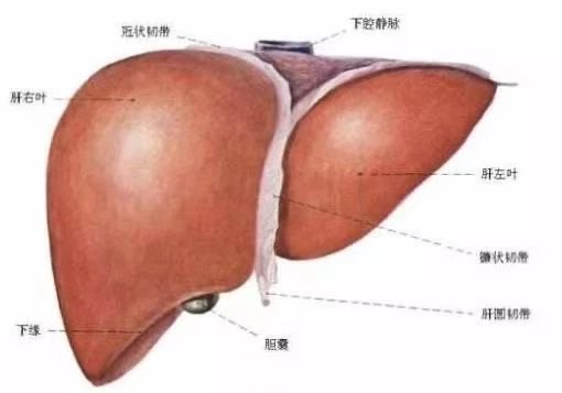 肝胆相照知多少