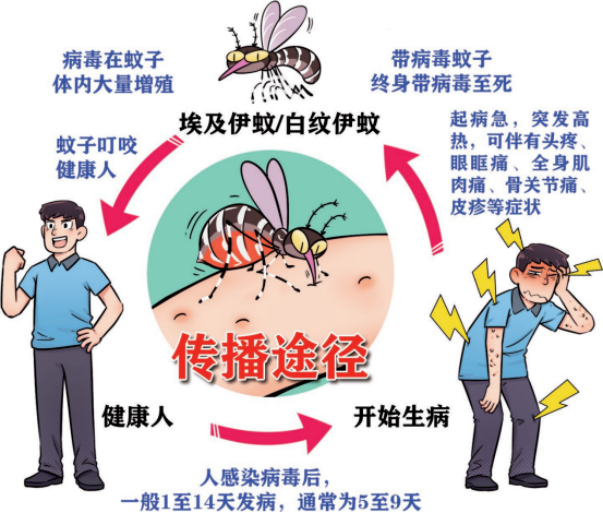 基孔肯雅热高发期，防疫重点在于“纱窗”！_2