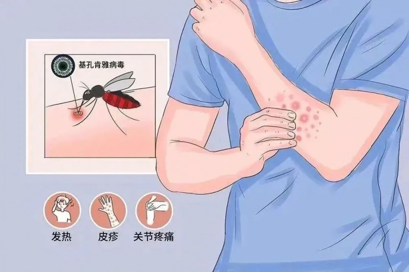 基孔肯雅热高发期，防疫重点在于“纱窗”！_1